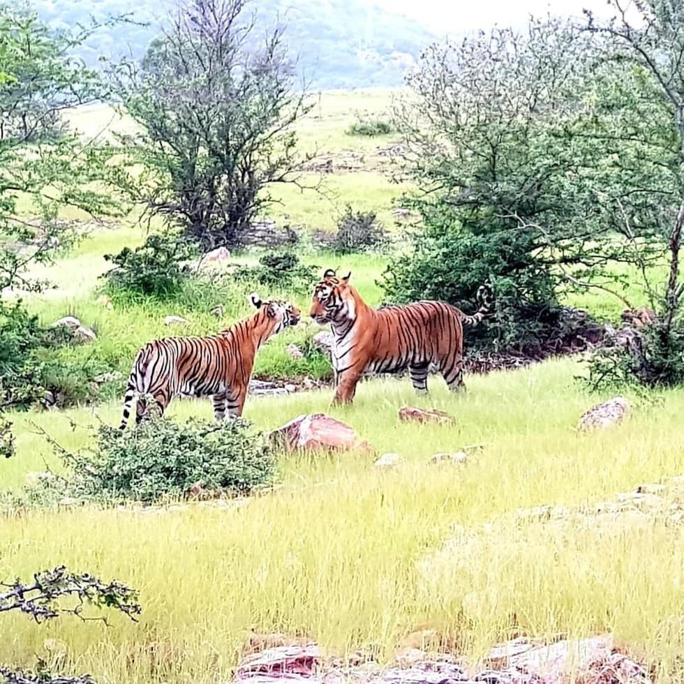 Travel Soul Bed & Breakfast Sawai Madhopur Buitenkant foto